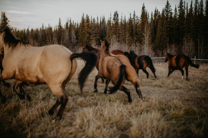 Imagefotografie auf der Big Creek Lodge in Canada